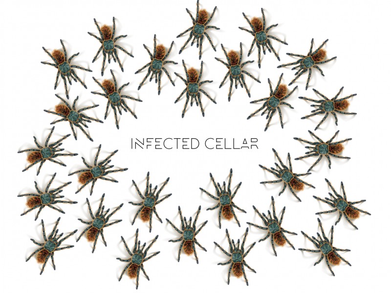 Infected Cellar photo 1